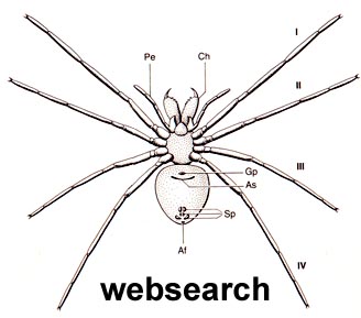 websearch